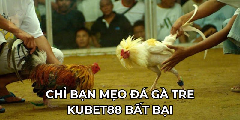 chi-ban-meo-da-ga-tre-kubet88-bat-bai